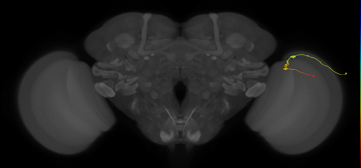 C2_R (MaleCNS:108796)