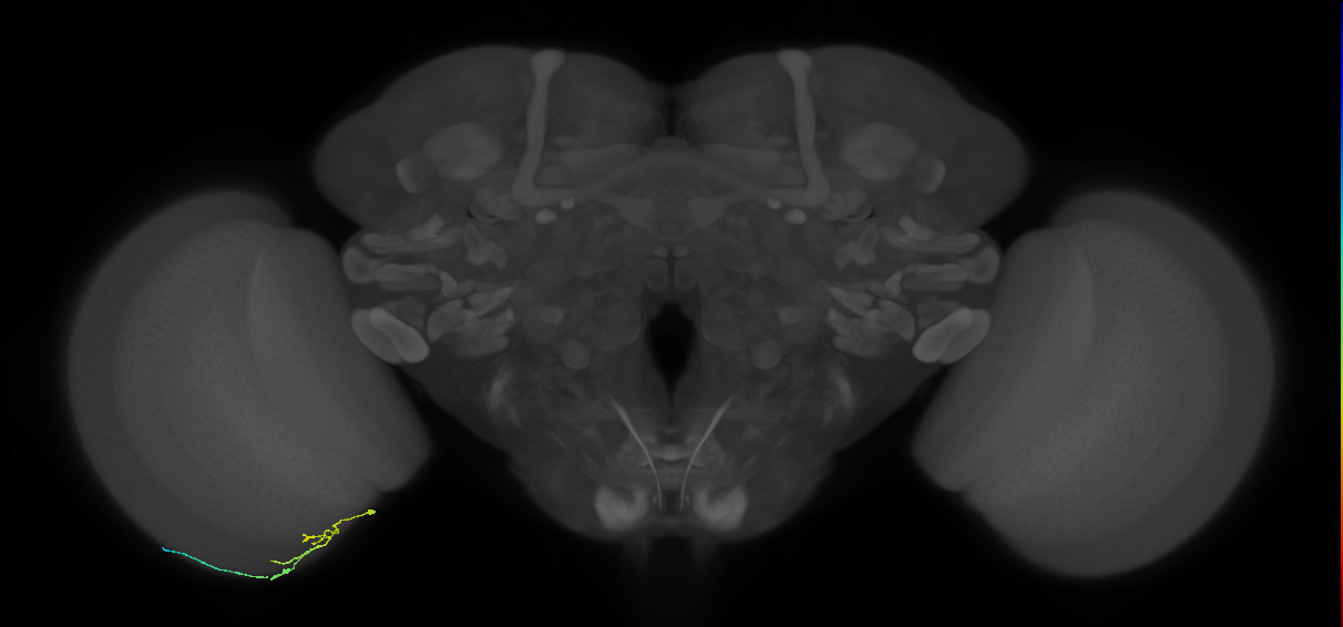 C2_L (MaleCNS:210749)