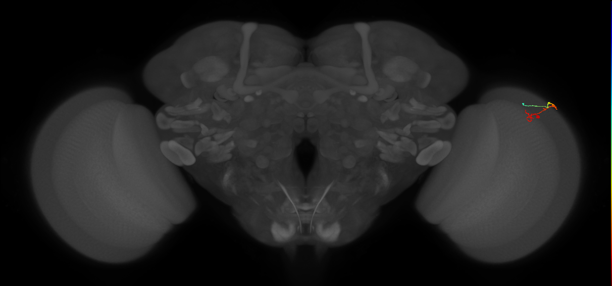 C2_R (MaleCNS:144363)