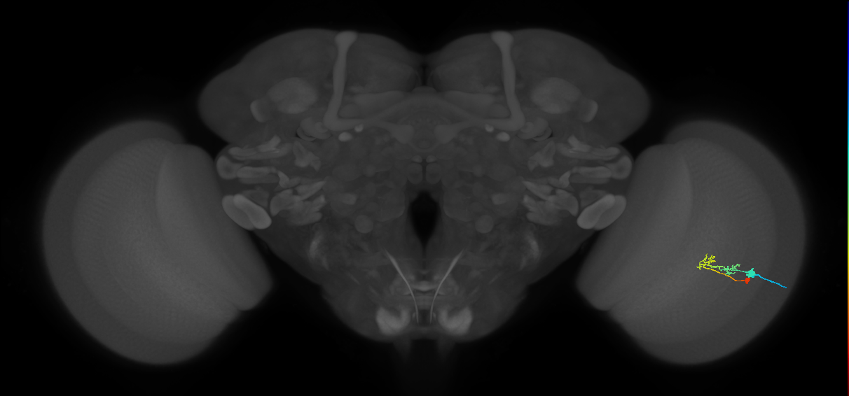 C2_R (MaleCNS:65300)