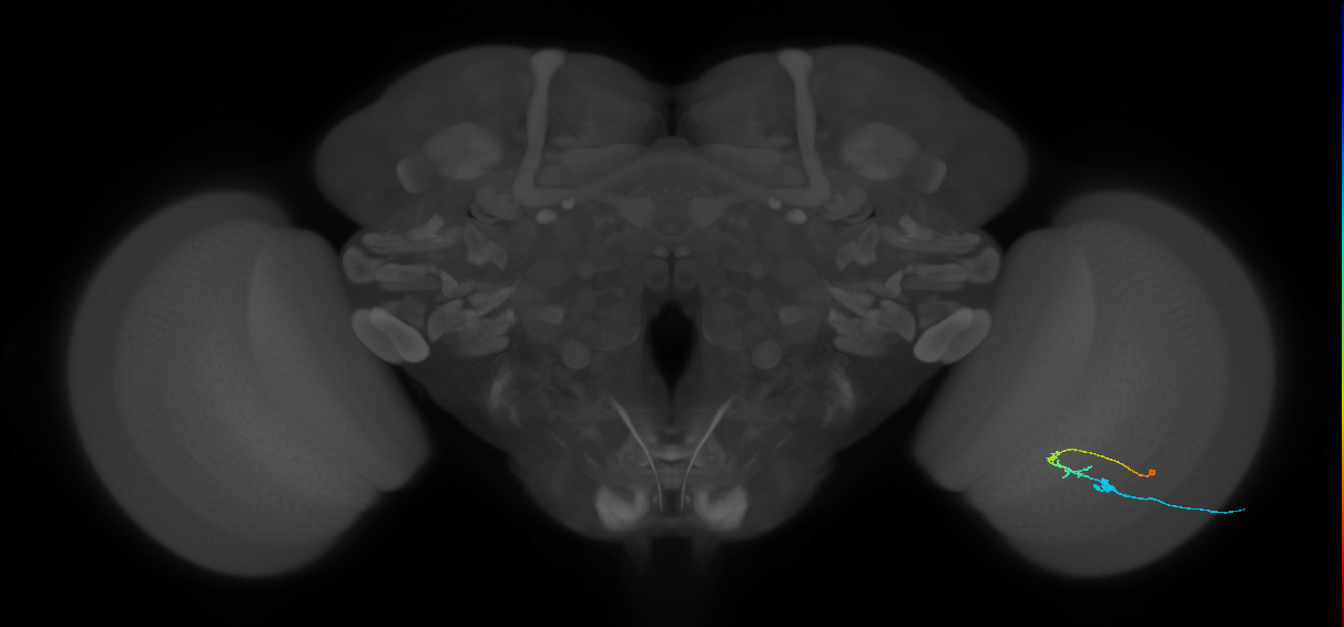 C2_R (MaleCNS:101541)