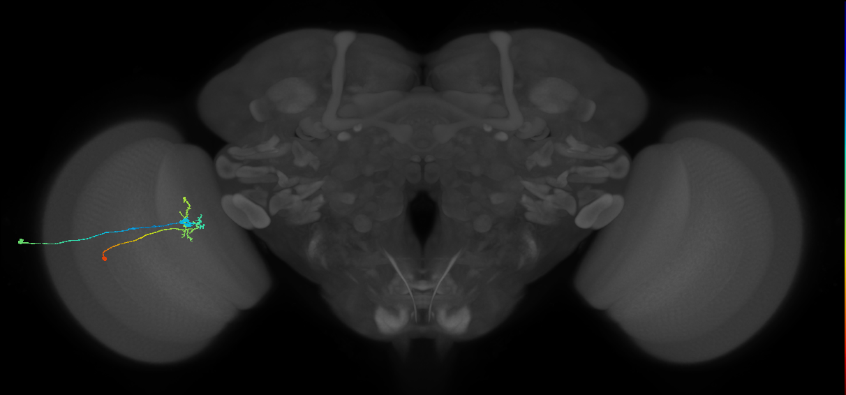 C2_L (MaleCNS:95148)
