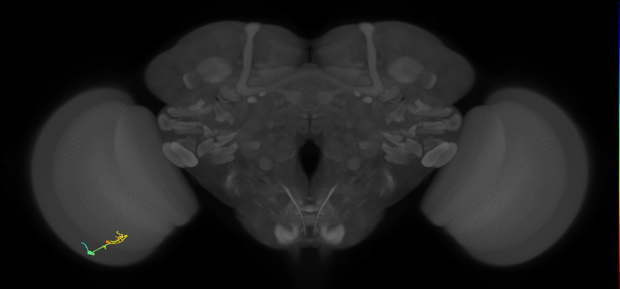 C2_L (MaleCNS:165110)