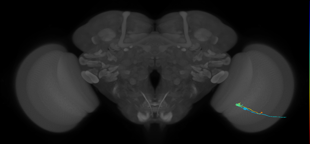 C2_R (MaleCNS:100391)
