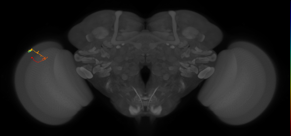 C2_L (MaleCNS:163183)