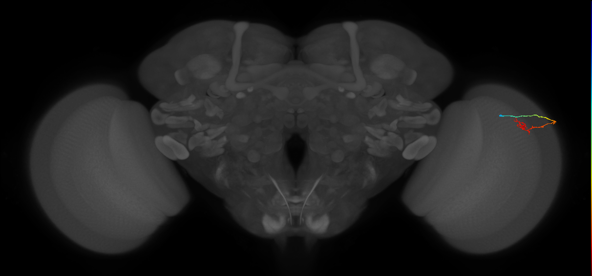 C2_R (MaleCNS:112618)