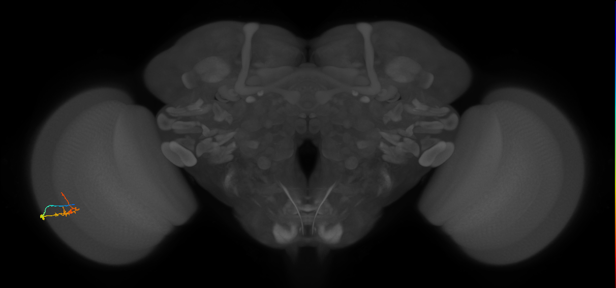 C2_L (MaleCNS:567594)