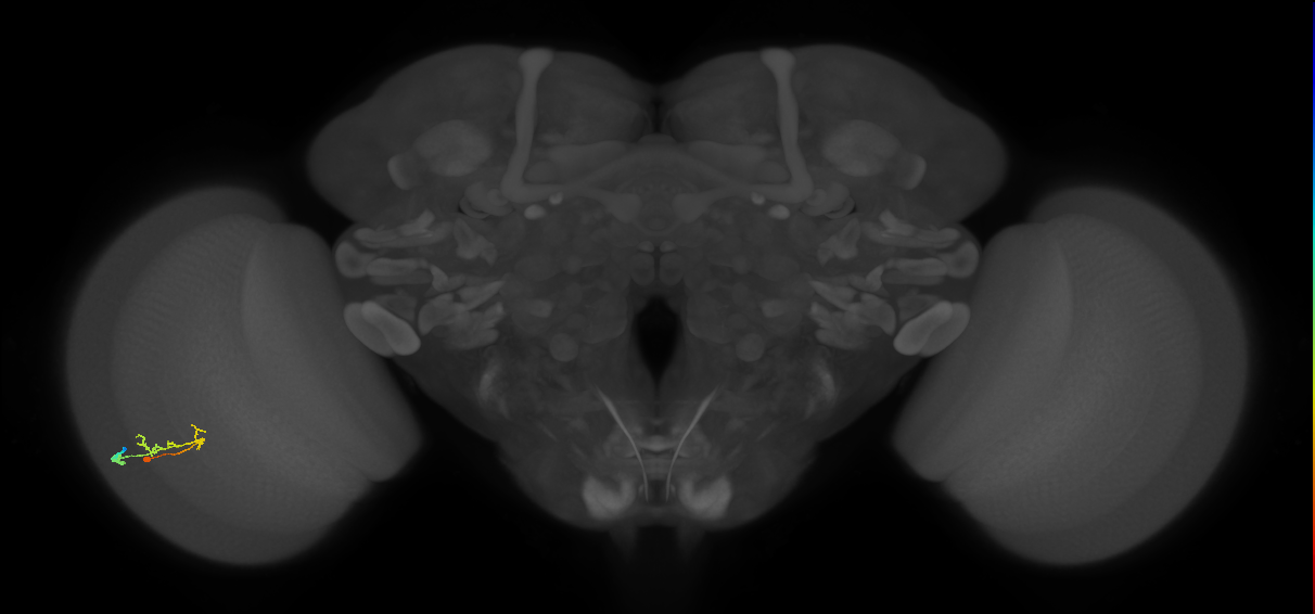 C2_L (MaleCNS:527156)