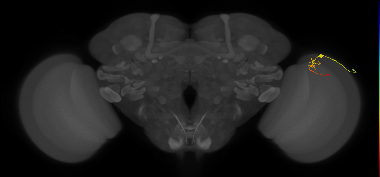 C2_R (MaleCNS:102011)
