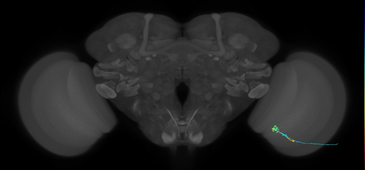 C2_R (MaleCNS:92397)