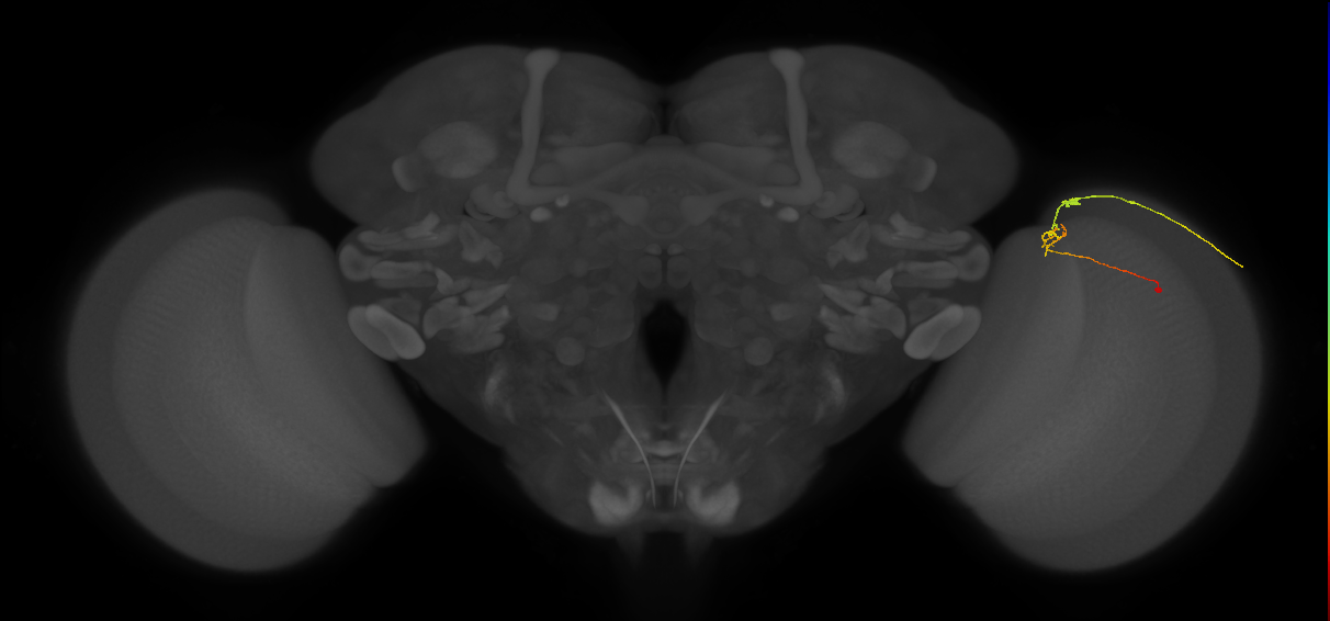 C2_R (MaleCNS:135973)