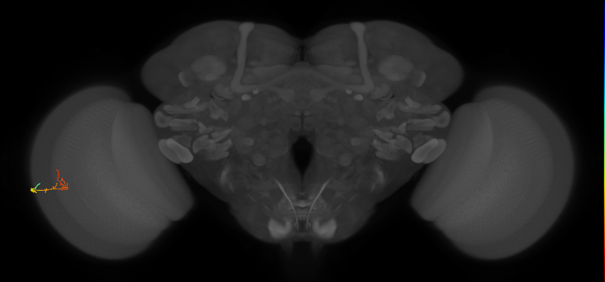 C2_L (MaleCNS:237738)