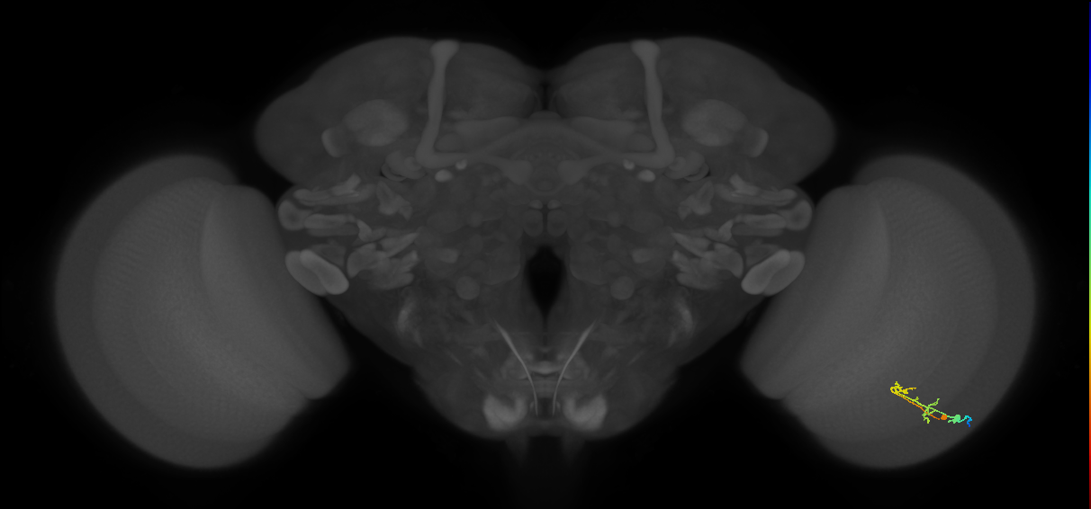 C2_R (MaleCNS:83976)