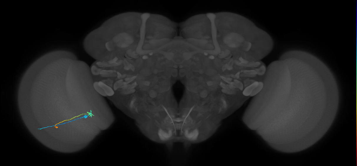 C2_L (MaleCNS:167912)