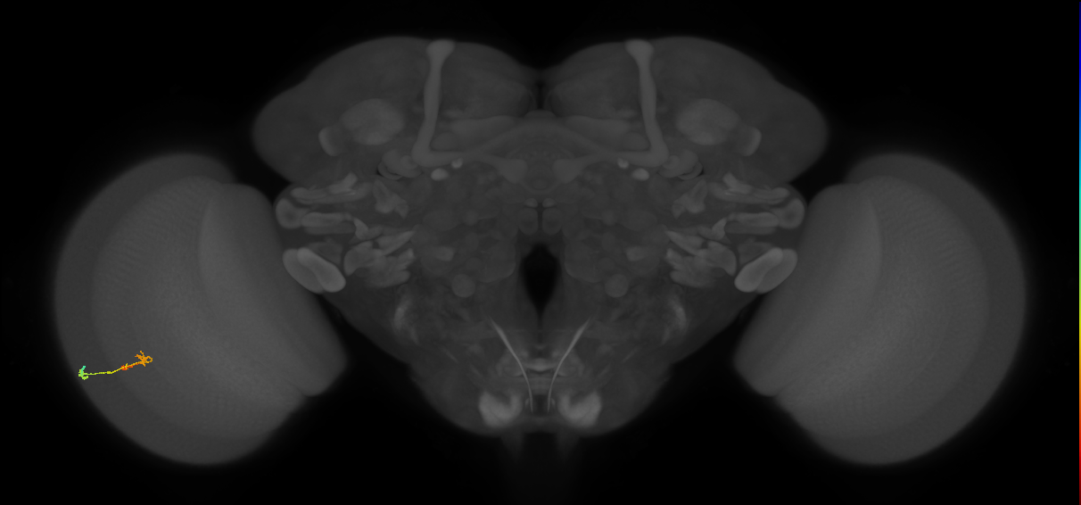 C2_L (MaleCNS:95987)