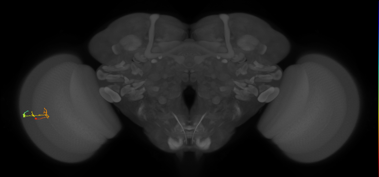 C2_L (MaleCNS:157521)