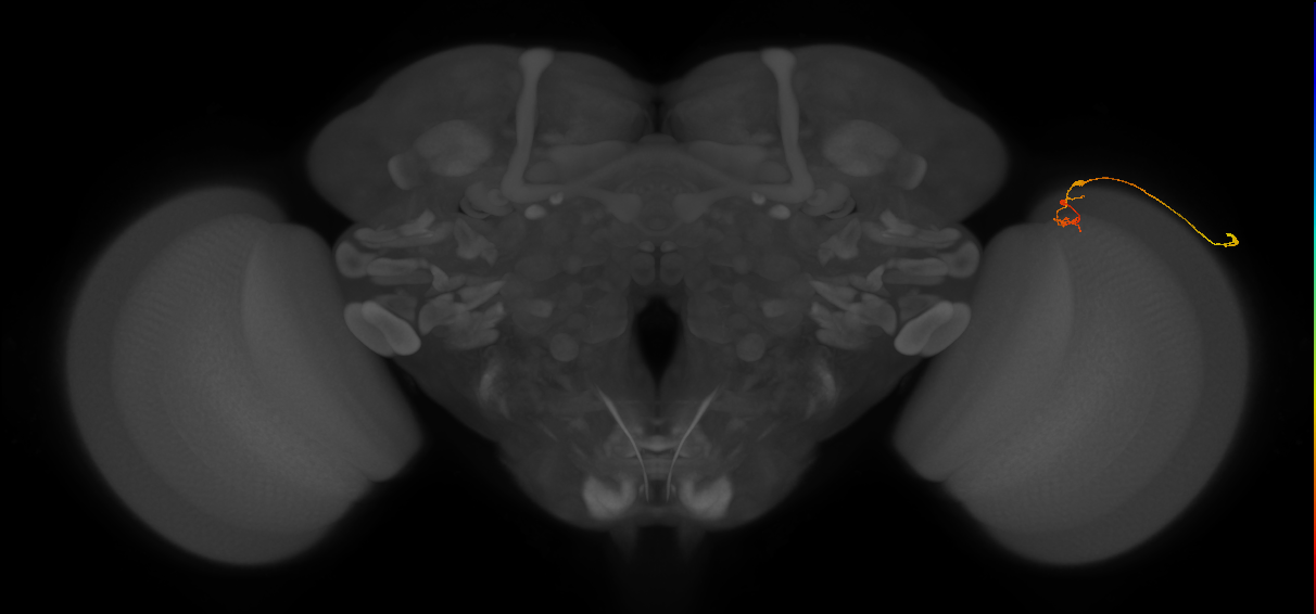 C2_R (MaleCNS:147600)