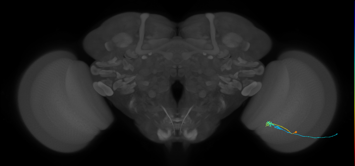 C2_R (MaleCNS:88493)