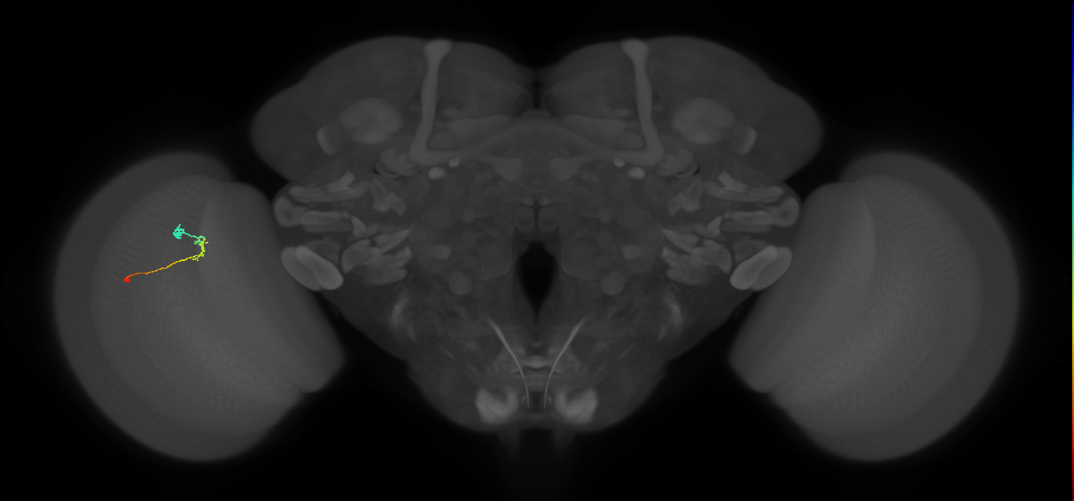 C2_L (MaleCNS:159910)