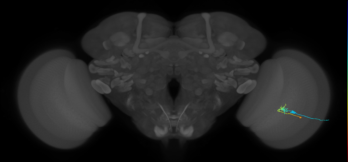 C2_R (MaleCNS:98353)