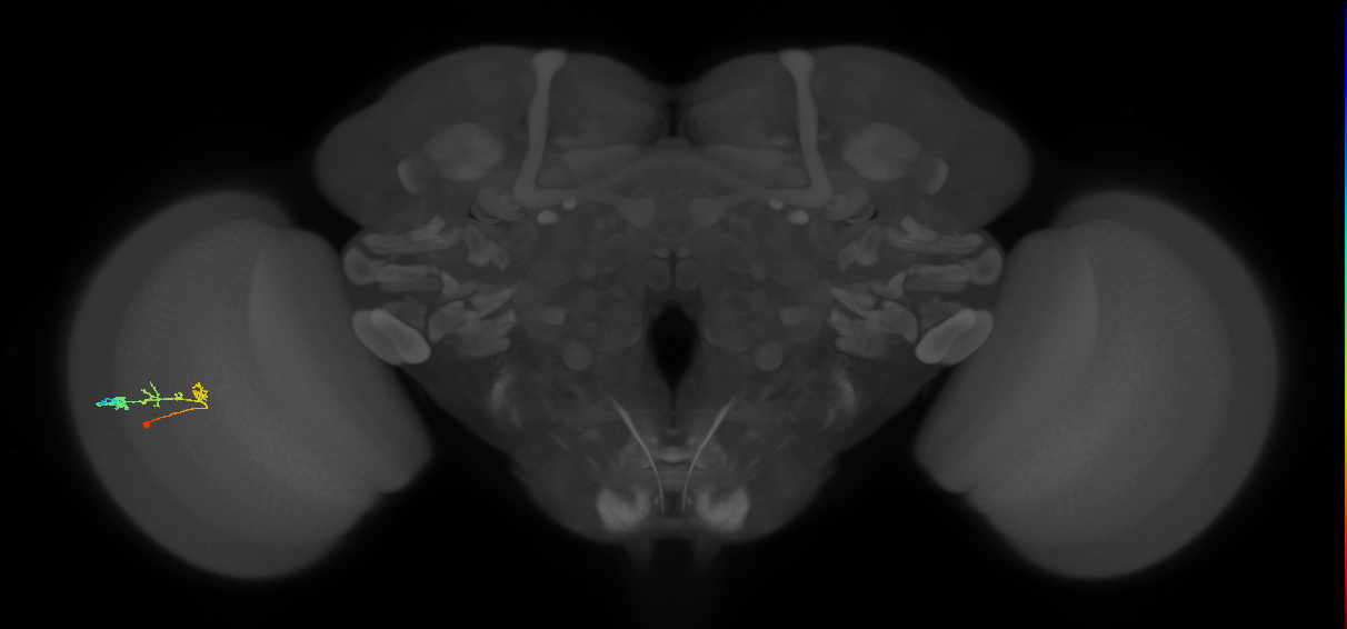 C2_L (MaleCNS:539902)