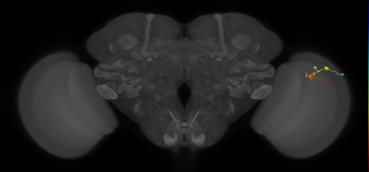 C2_R (MaleCNS:101201)