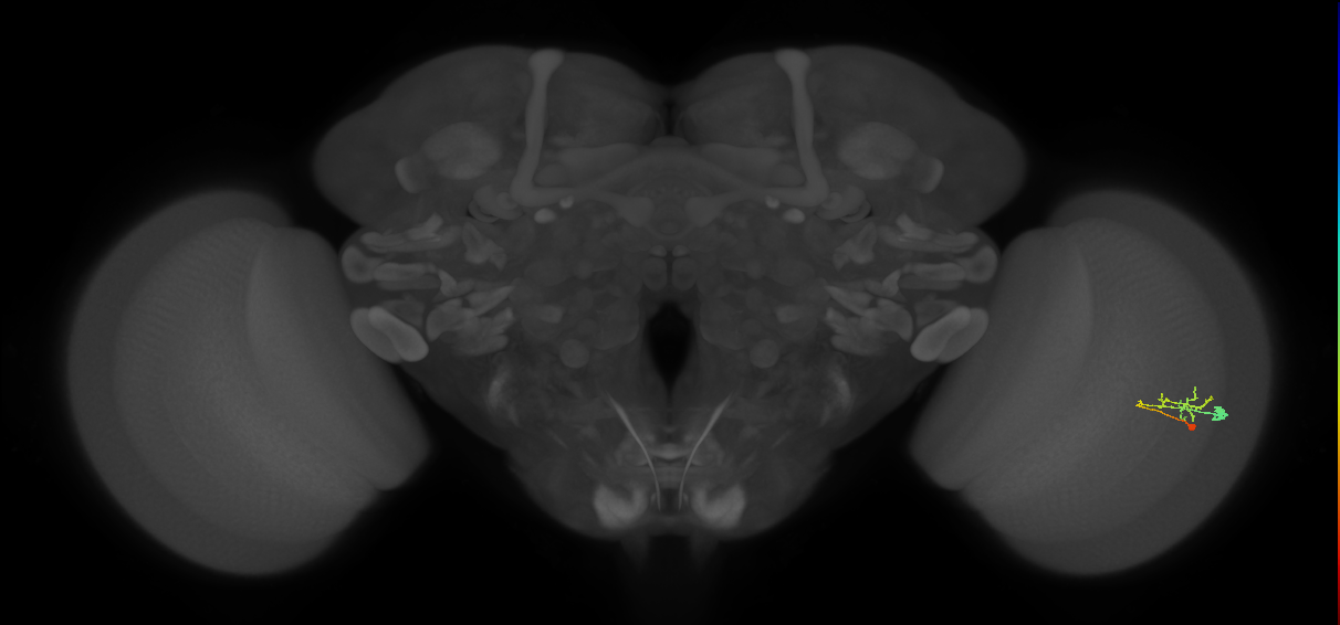 C2_R (MaleCNS:88560)