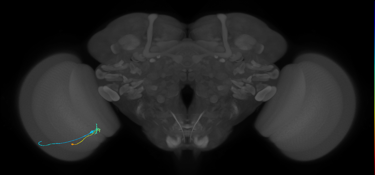 C2_L (MaleCNS:165829)