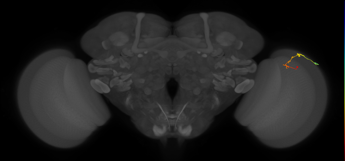 C2_R (MaleCNS:97355)