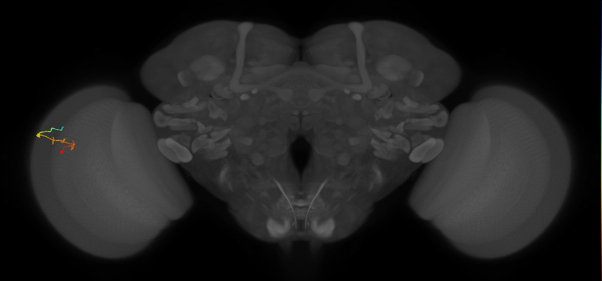 C2_L (MaleCNS:171539)