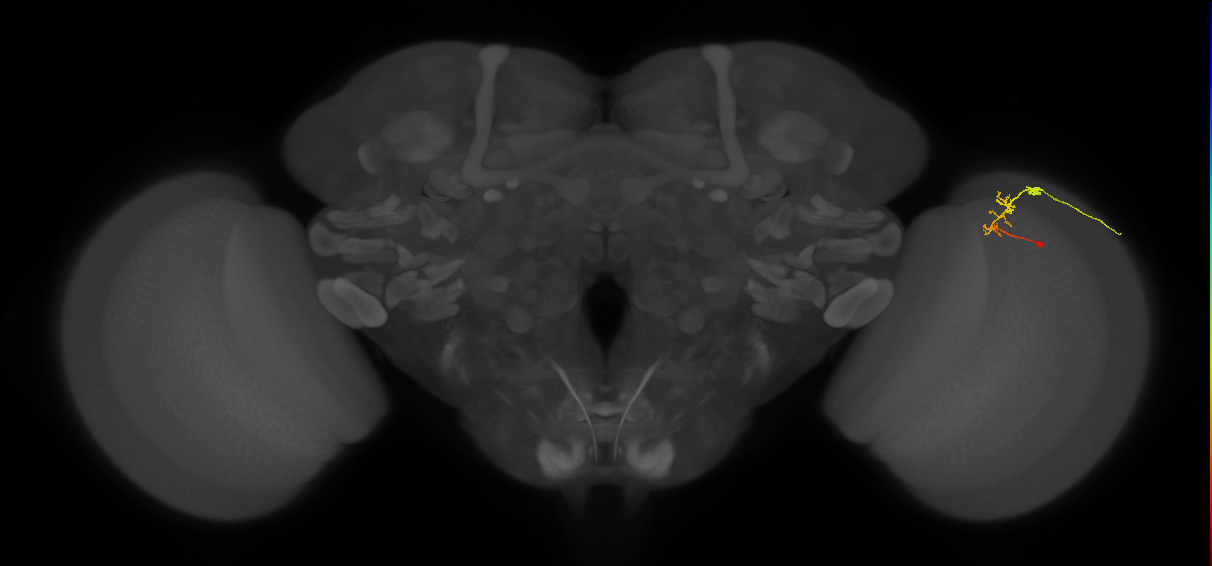 C2_R (MaleCNS:111444)