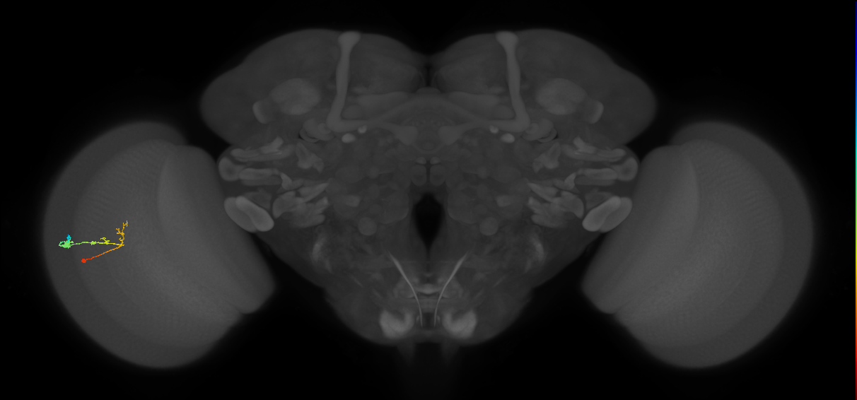C2_L (MaleCNS:169687)