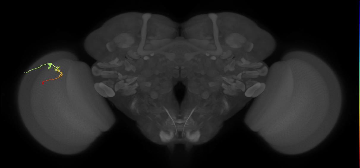 C2_L (MaleCNS:112604)