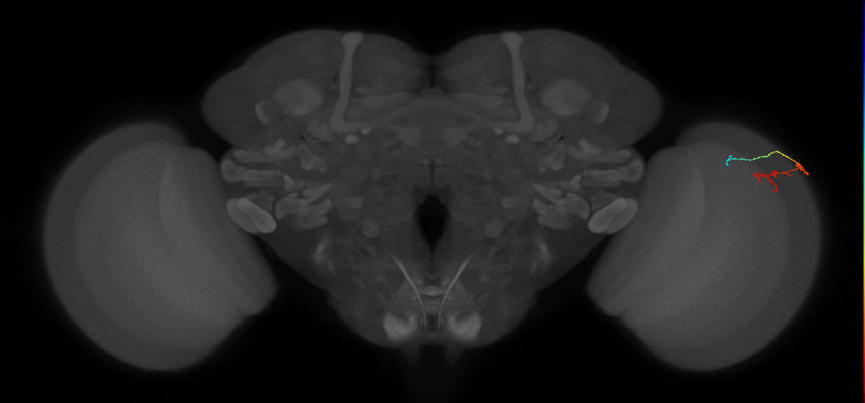 C2_R (MaleCNS:136569)
