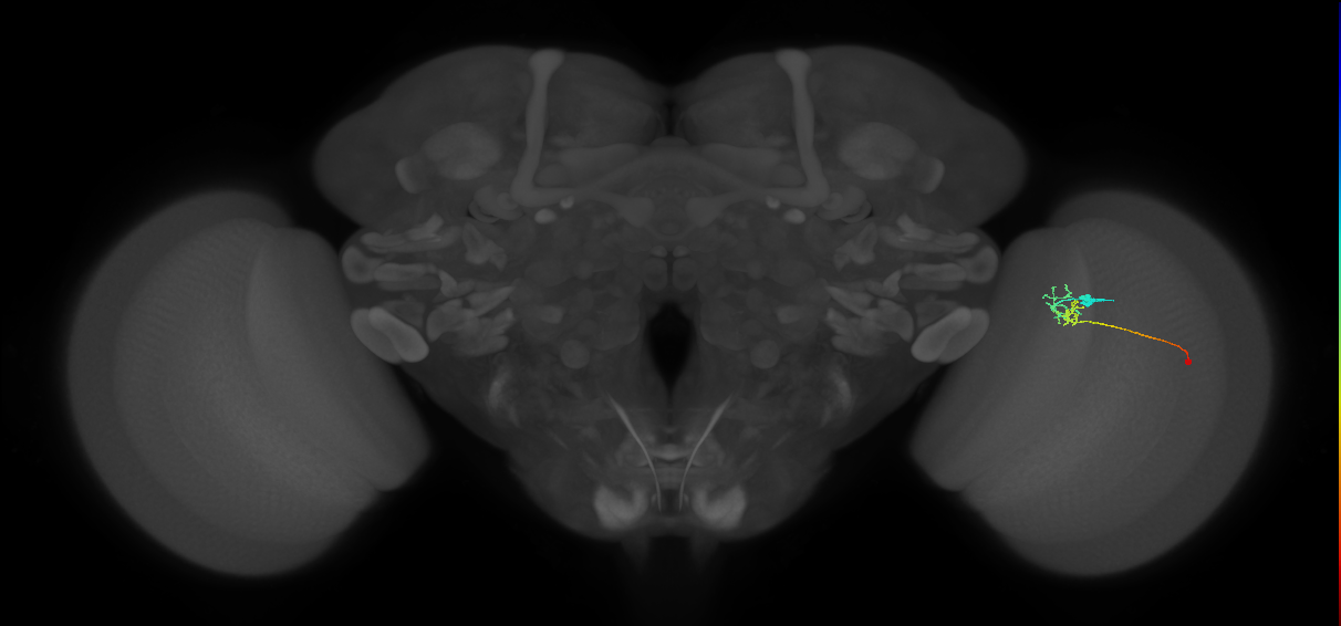 C2_R (MaleCNS:91853)