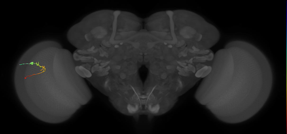 C2_L (MaleCNS:133734)