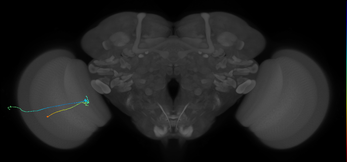 C2_L (MaleCNS:136898)