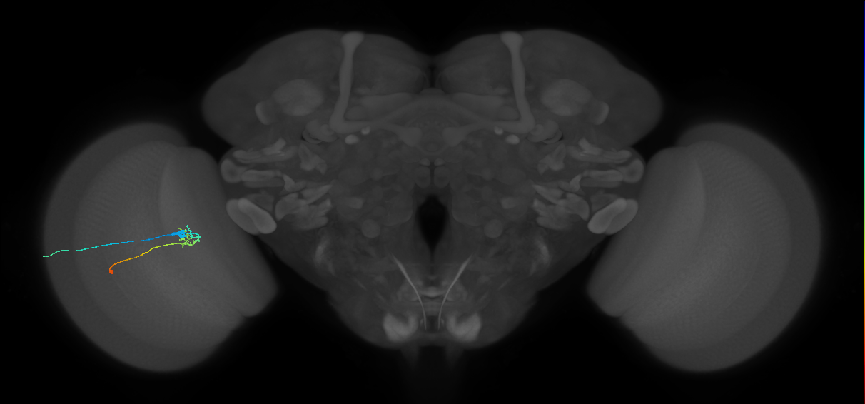 C2_L (MaleCNS:160938)