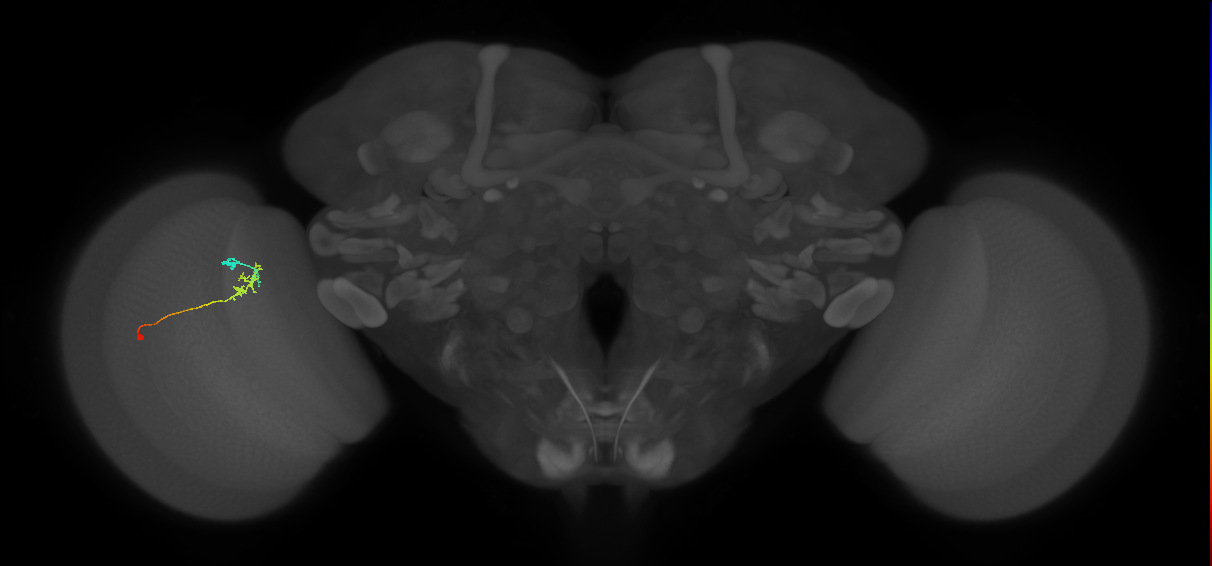 C2_L (MaleCNS:113905)