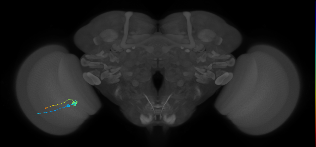 C2_L (MaleCNS:174363)