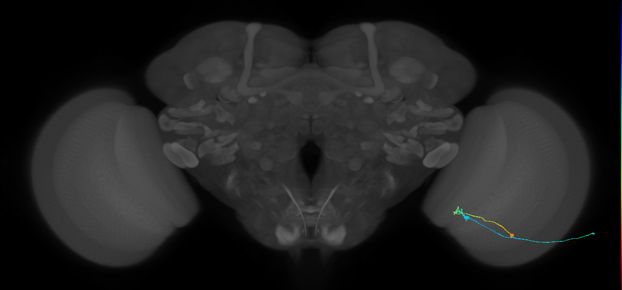 C2_R (MaleCNS:133117)