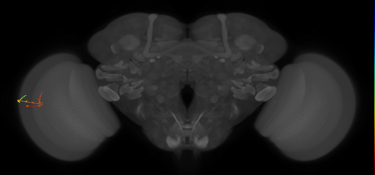 C2_L (MaleCNS:157814)