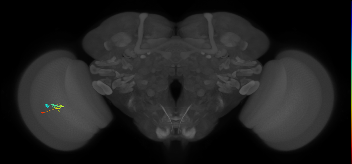 C2_L (MaleCNS:116668)