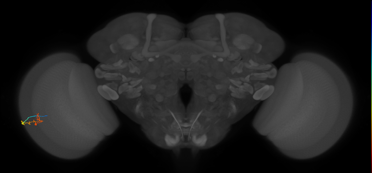 C2_L (MaleCNS:580944)