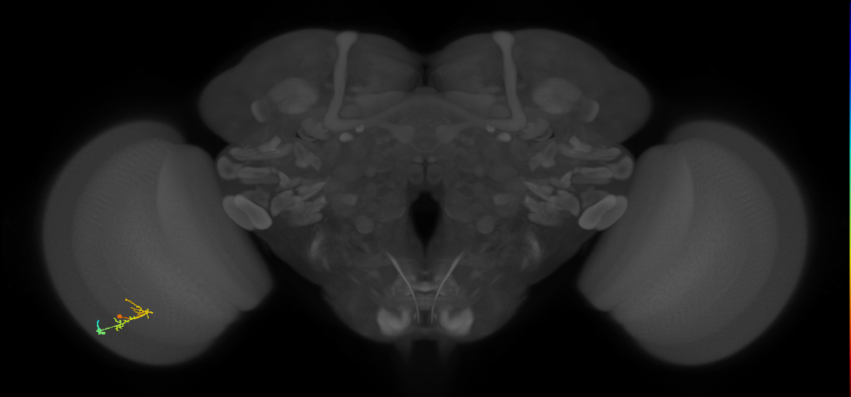 C2_L (MaleCNS:168487)