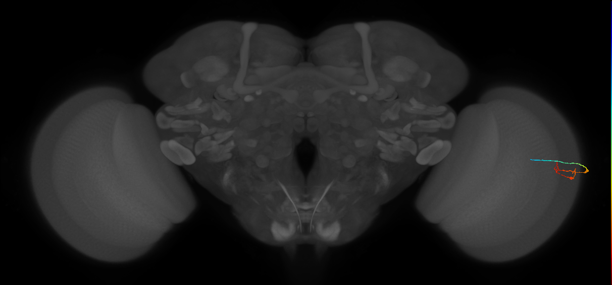 C2_R (MaleCNS:159509)