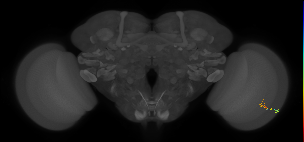 C2_R (MaleCNS:98787)