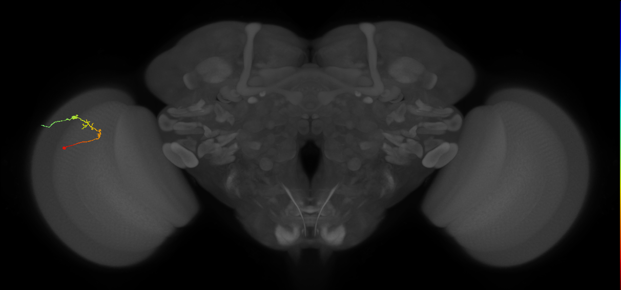 C2_L (MaleCNS:137870)