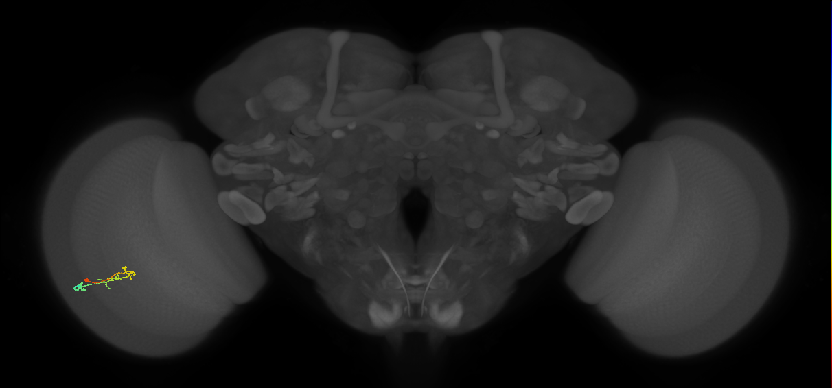C2_L (MaleCNS:154826)