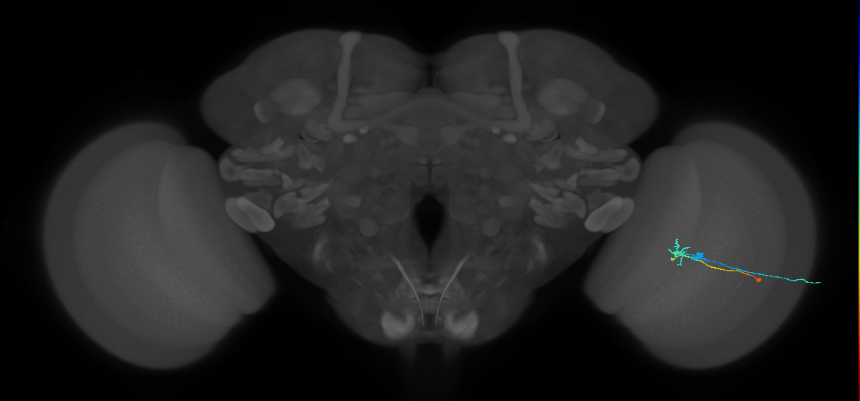 C2_R (MaleCNS:88081)